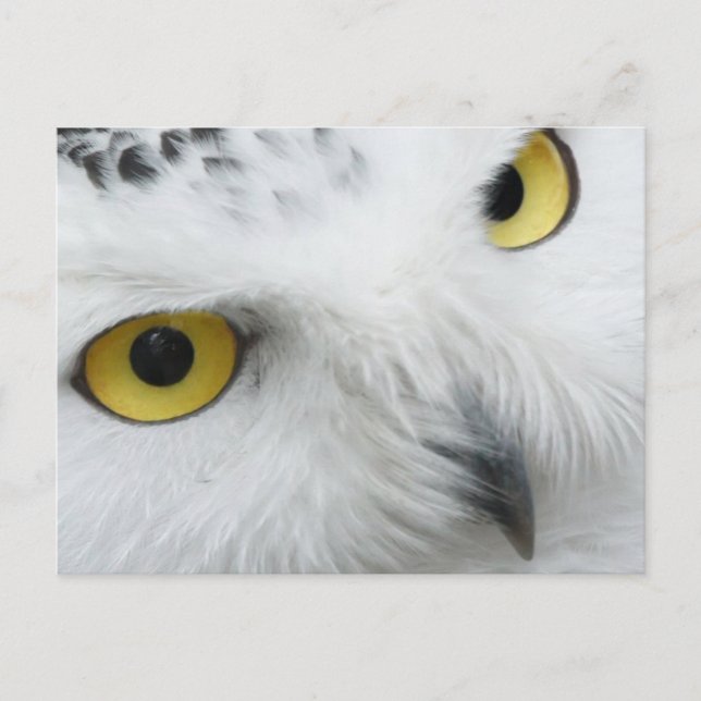Snowy Owl Photo Postcard (Front)