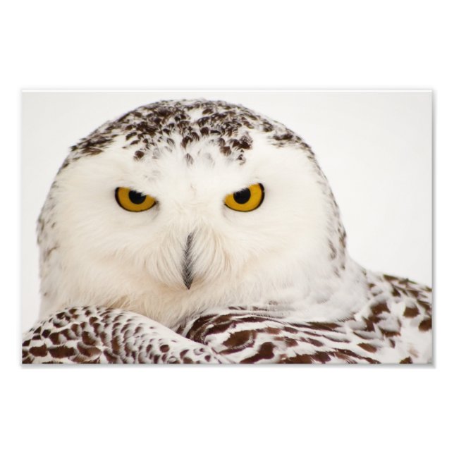 Snowy Owl Photo Print (Front)