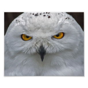 Snowy Owl Portrait Print