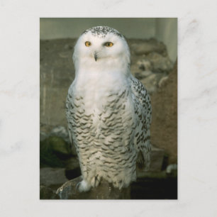 Snowy owl - postcard