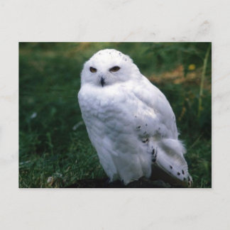 Snowy Owl  Postcard