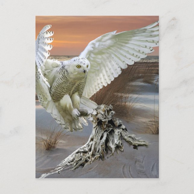 Snowy Owl Postcard (Front)