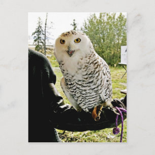 Snowy Owl Postcard