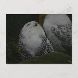 Snowy Owl Postcard