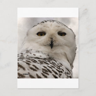 snowy owl postcard