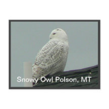 Snowy Owl