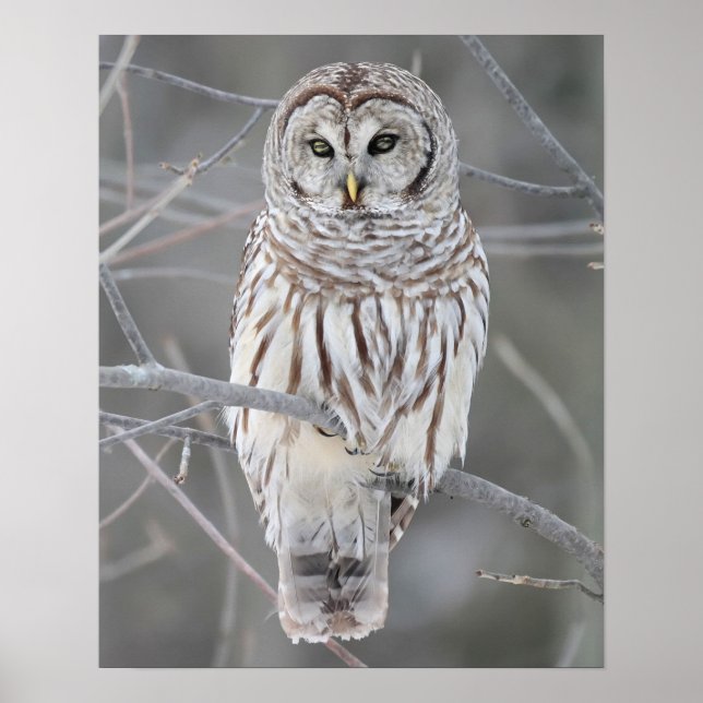 Snowy Owl Poster (Front)