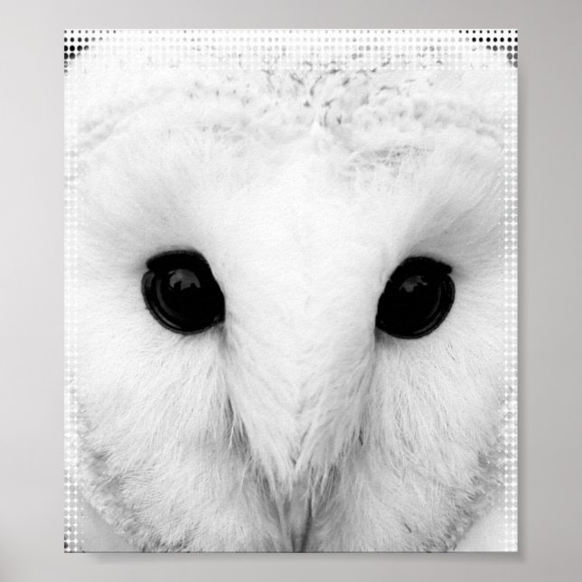 Snowy Owl Poster (Front)