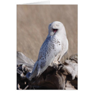 Snowy Owl rit !