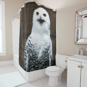 Snowy Owl sccn