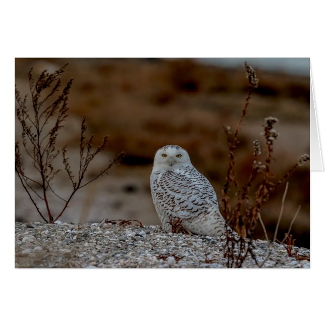 Snowy owl sitting on a rock (Front Horizontal)