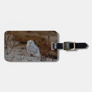 Snowy owl sitting on a rock luggage tag