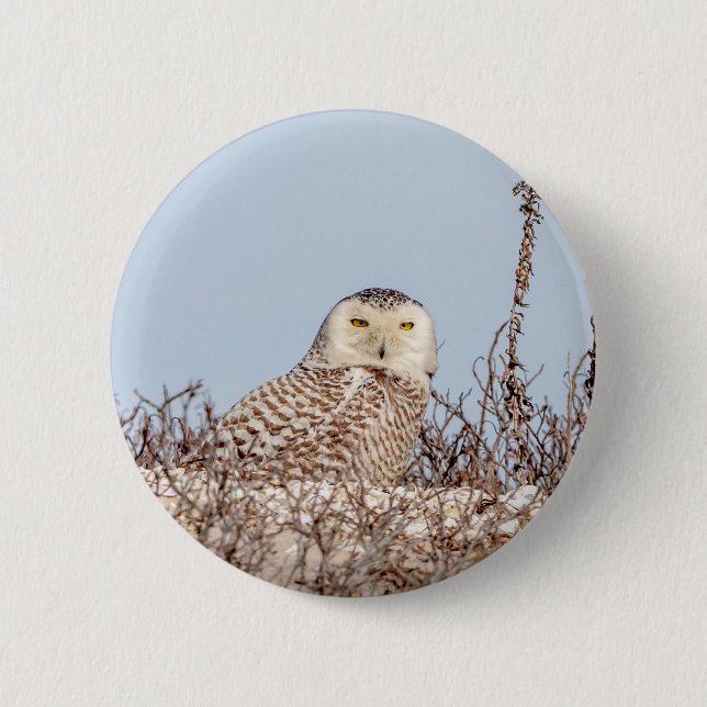 Snowy owl sitting on the beach 2 inch round button (Front)