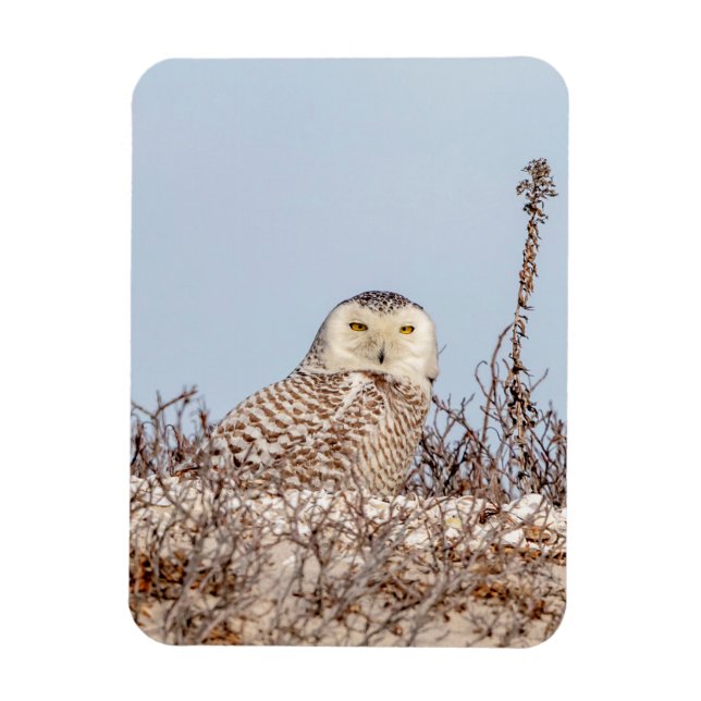 Snowy owl sitting on the beach magnet (Vertical)