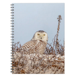 Snowy owl sitting on the beach notebook
