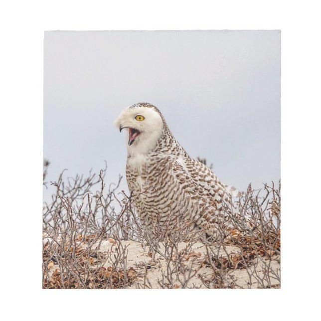 Snowy owl sitting on the beach notepad (Front)