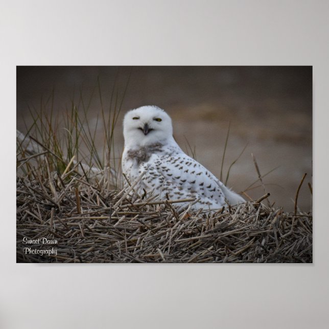 Snowy Owl Smiling Poster (Front)