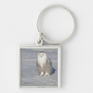 Snowy owl standing near water creating a keychain