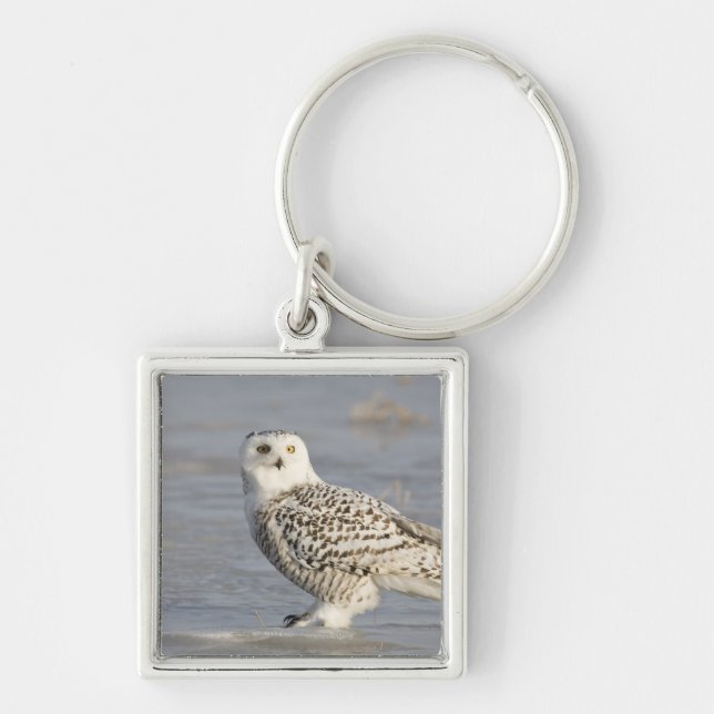 Snowy owl standing on ice, a mouse's tail keychain (Front)