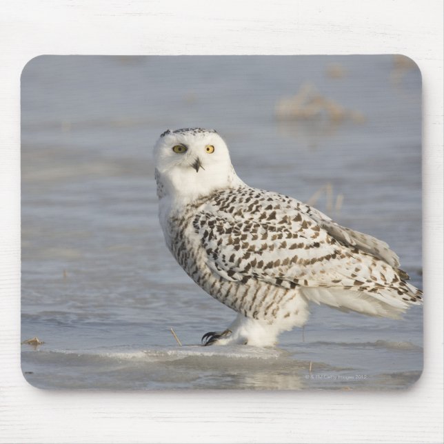 Snowy owl standing on ice, a mouse's tail mouse pad (Front)