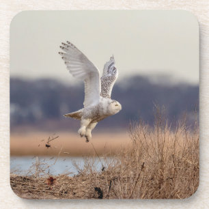 Snowy owl taking off coaster