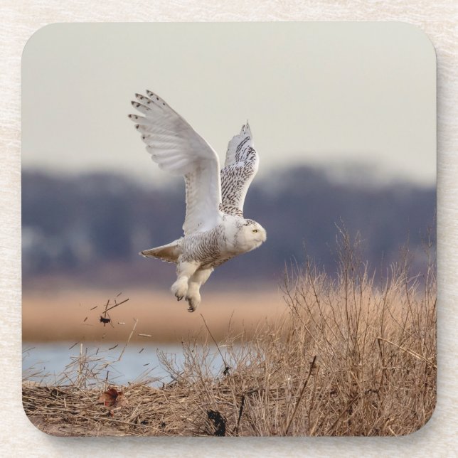 Snowy owl taking off coaster (Front)