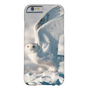 Snowy Owl taking off from snow Barely There iPhone 6 Case