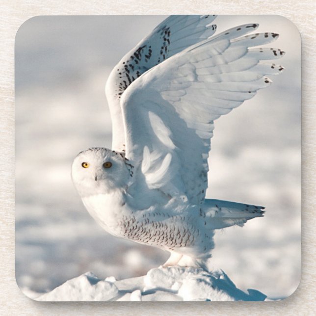 Snowy Owl taking off from snow Coaster (Front)