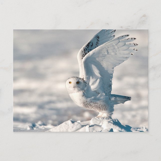 Snowy Owl taking off from snow Postcard (Front)