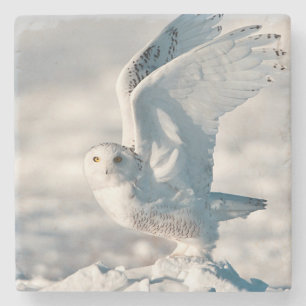 Snowy Owl taking off from snow Stone Coaster