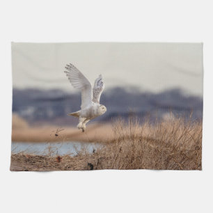 Snowy owl taking off kitchen towel