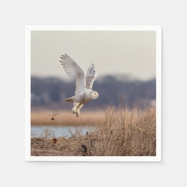 Snowy owl taking off napkin (Front)