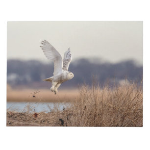 Snowy owl taking off notepad