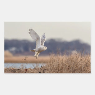 Snowy owl taking off sticker