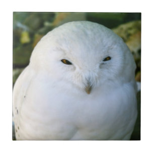 Snowy Owl Tile