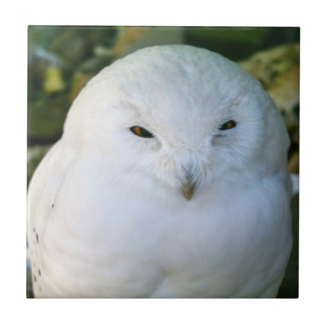 Snowy Owl Tile (Front)