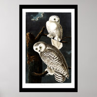 Snowy Owl, vintage illustration