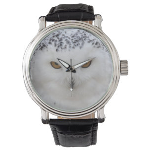 Snowy Owl Watch