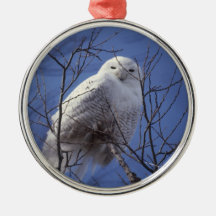 Snowy Owl - White Bird against a Sapphire Blue Sky