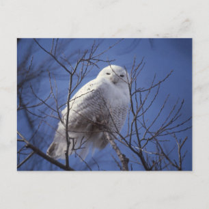 Snowy Owl - White Bird against a Sapphire Blue Sky Postcard