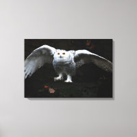 Snowy Owl With Open Wings 24x16 (60x40cm) waccnm