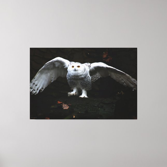 Snowy Owl With Open Wings 60x40 (150x100cm) waccna Canvas Print (Front)
