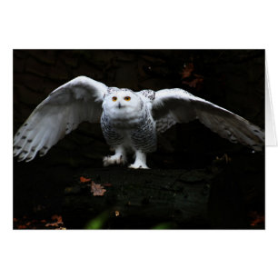 Snowy Owl With Open Wings gccn arc1