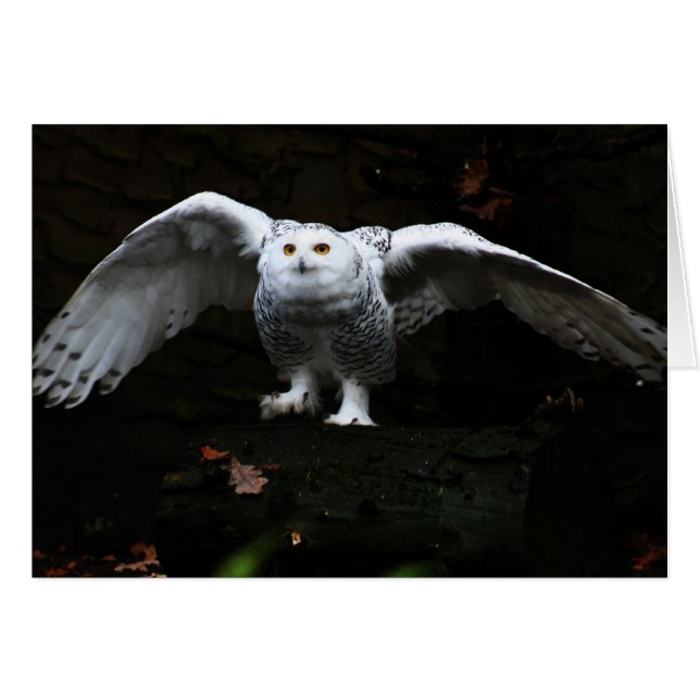 Snowy Owl With Open Wings gccna (Front Horizontal)