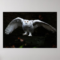Snowy Owl With Open Wings wapcna