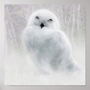 Snowy Owlet Poster