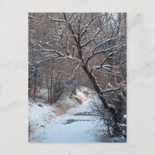 Snowy Path Winter Photo Postcard