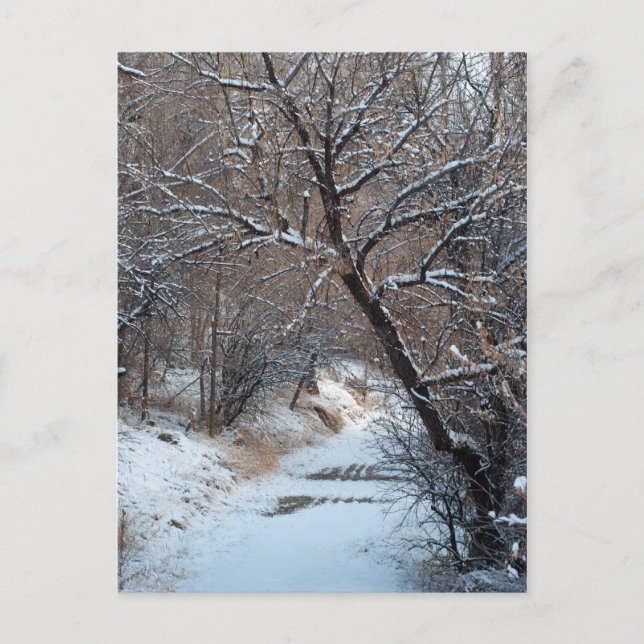 Snowy Path Winter Photo Postcard (Front)