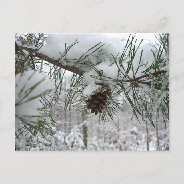 Snowy Pine Branch Winter Nature Photography Postcard (Front)
