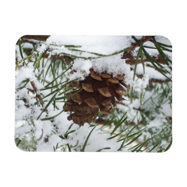 Snowy Pine Cone I Winter Nature Photography Magnet (Horizontal)